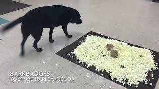 Smart dog shows off the skills of a working dog. Service dog training. Popcorn? What popcorn!!