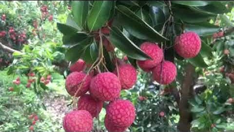 HTX Lục Ngạn Xanh - Mùa Vải Thiều chín