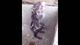 Крыса принимает душ. Rat takes a shower. Смешная озвучка. Под музыку.