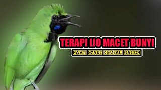 TERAPI CUCAK IJO MACET BUNYI BIAR KEMBALI GACOR