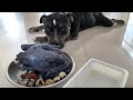 Oliang the Pit Bull eats A Whole Raw Black Silkie Chicken[ASMR]BARF | MUKBANG 動物の咀嚼音 犬が生の肉を食べる [咀嚼音]