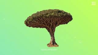 Download Lagu અજીબ \u0026 ગરીબ પેડ જિન્હેં દેખ કર 😱 scinties ભી હેરાન હે 10strangest and Rates...... MP3