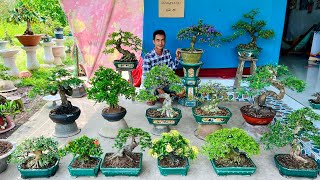 Văn An bonsai 10/5 #0774816331 giá vừa chơi lô Bonsai Mini để Bàn và để Sân nhiều loại cây