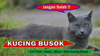 Mengenal Kucing Busok Ini Ciri Ciri Fisik, Fakta Dan Mitos Kucing Busok