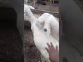 live stock market in Nigeria. part 2. #livestock ##ramadan #ram #goatfarming #goat #cowvideos #cows