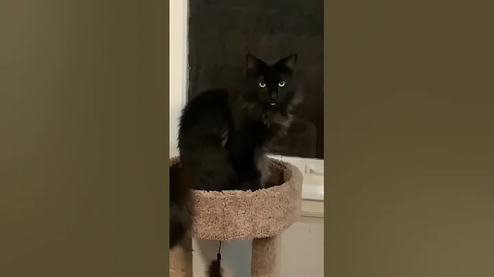 Cat Sticking Out His Tongue