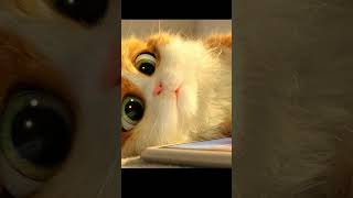 Cute Cat Close-Up 🐱💖