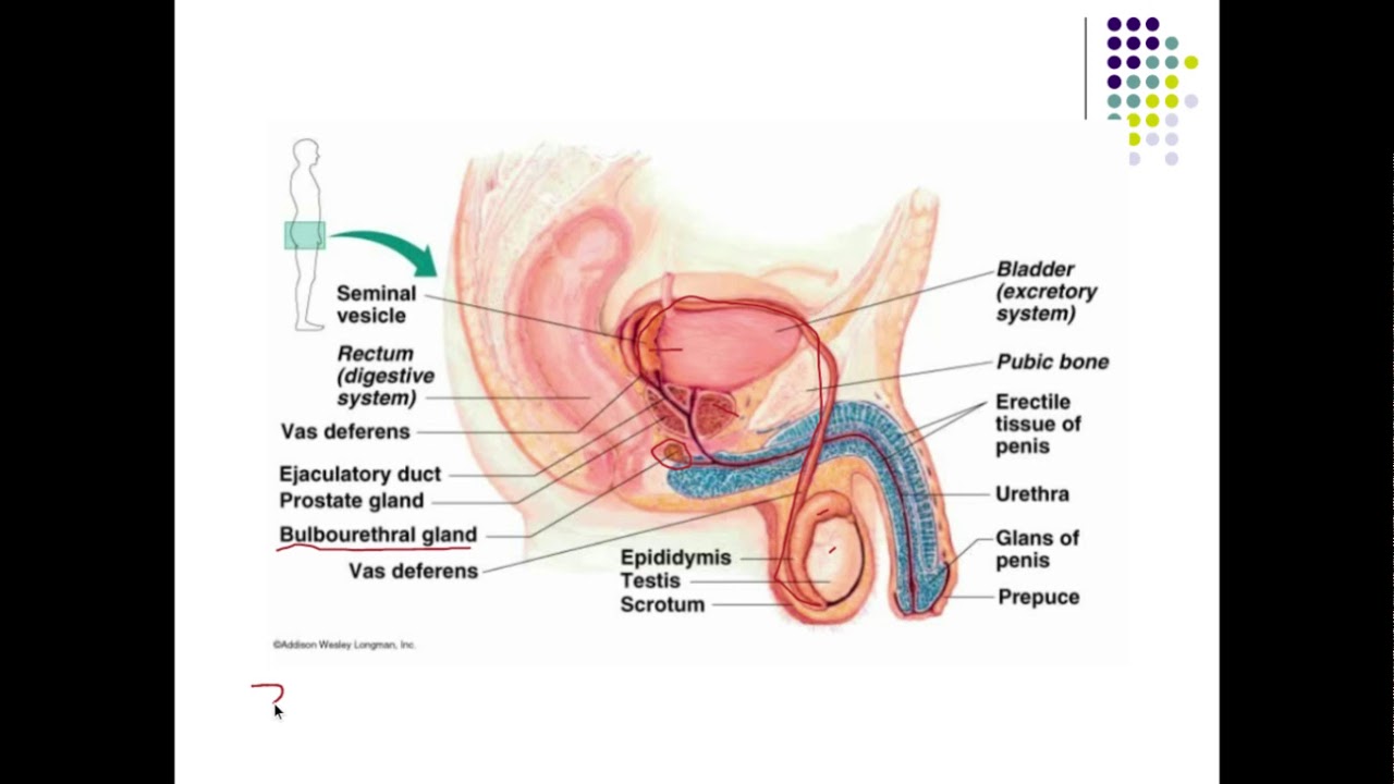 Male Repro Duct System Glands YouTube