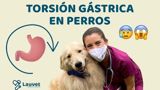 TORSIÓN GÁSTRICA EN PERROS | Síntomas y Prevención  Lauvet