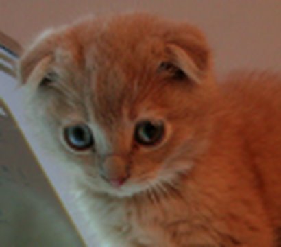 I are Even Cuter Kitten! (HD Scottish Fold!)