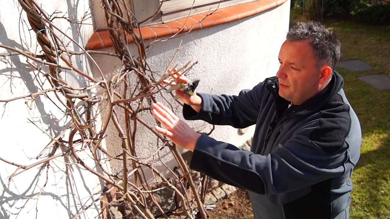 2 minuty dla OGRODU - szkoa cicia rolin - jak i kiedy ci glicyni  (wisteri)