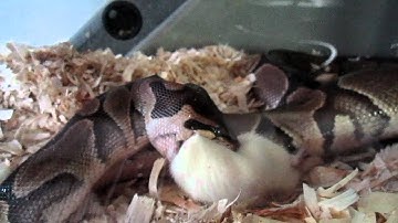 Ball Python feeding Pt 2