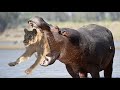 HIPPO ATTACKS LION - HIPPO VS LION FIGHT TO THE DEATH😳😳😱😱