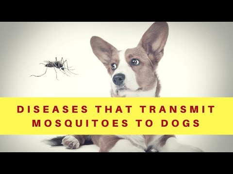 Vídeo: Métodos Mais Eficazes para Prevenir o Heartworm Resistente em Cães