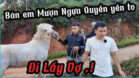 Bất Ngờ . Bản Em Đến Mượn Con Ngựa Quyền Yển Tv Để đi đó Dâu Và Cái Kết !