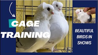 Fancy pigeon getting tamed in the show cage