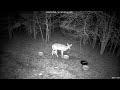 Deer 4-29-2026 12:36 AM