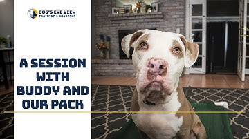 Teaching a reactive dog -  A session with Buddy and our pack - Dog