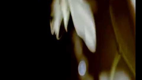 Scintillating Orchids