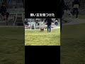 飼い主を見つけた #shorts #チワワ #ドッグラン