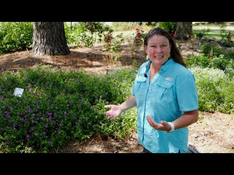 Get It Growing: Wishbone flower fills shade gardens with color