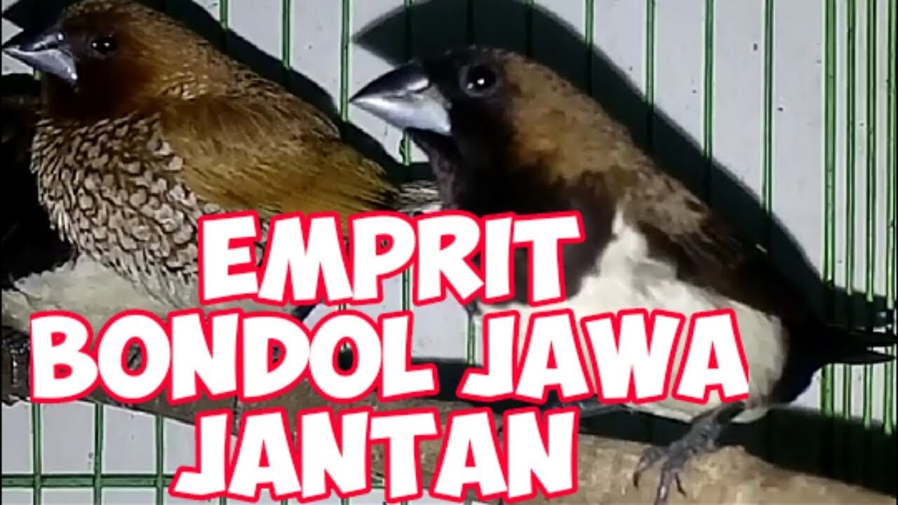 Mix Finch Indonesia Bondol Jawa Peking Dan Emprit Haji Youtube
