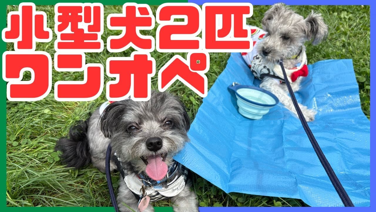 小型犬2匹のワンオペ多頭飼いのとある１日