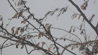 Clamorous reed warbler (Acrocephalus stentoreus) from Yadgiri