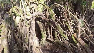 Walk around Shute Hill Woods stunning walk