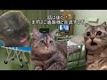 【猫ミーム】葬儀社にアルバイトとして勤めていたお話その2