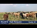 Dlms direct  matt mcqueen heifers