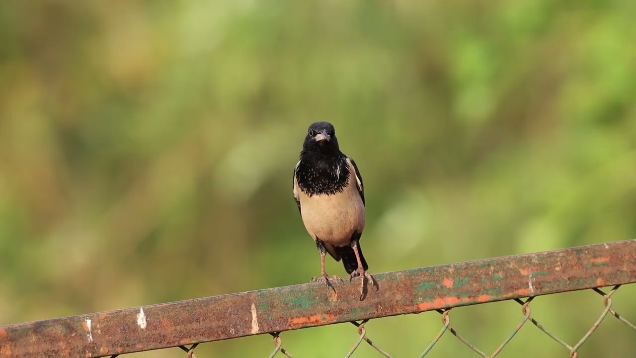 Rosy Starling | Wildlifeparth | Ahmedabad | Gujarat