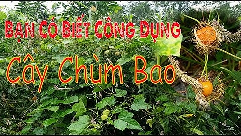 Bạn có biết công dụng cây Chùm Bao | Cây Lạc Tiên | Cây Nhãn Lòng |Dã Ngoại Cùng Lan