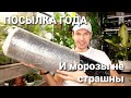 РАСПАКОВКА ПОСЫЛКИ С РЕДКИМ РАСТЕНИЕМ / ОБЗОР / СРАВНЕНИЕ