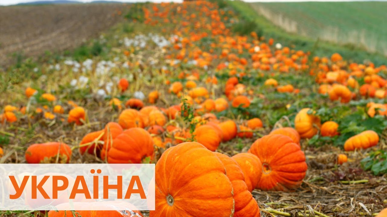 урожайность тыквы с 1 га. тыква в европе. урожайность тыквы с 1 га. тыква с гектара. сбор тыквы в россии.