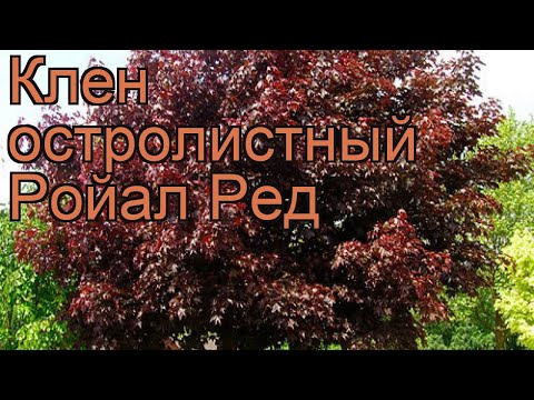 Видео: Норвежки клен (29 снимки): описание на обикновения клен и неговата коренова система. Плоски клен 