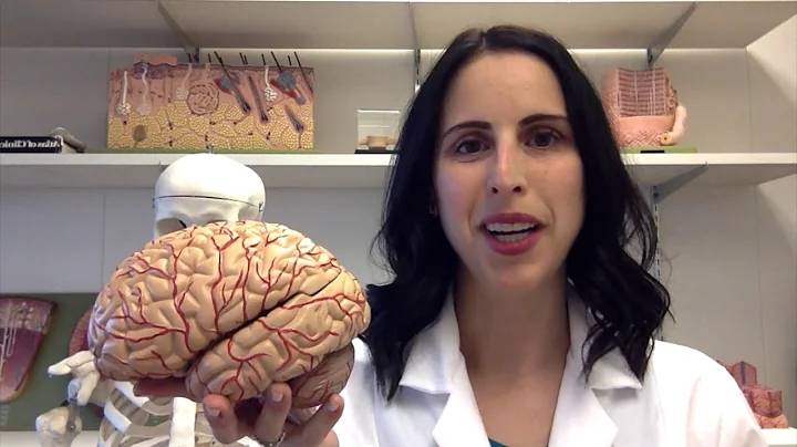 I Am Anatomy Stefanie Attardi Oakland University W...