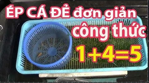 ép cá bảy màu đẻ theo công thức 1+4=5 , (forcing guppies to spawn according to the formula 1+4=5 )
