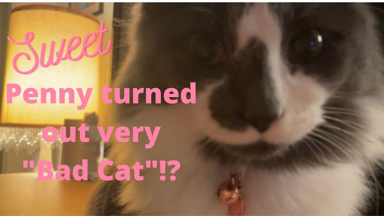 Penny turned out very "bad cat"!?