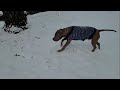 Bruschi the Patriotic Pitbull's 2nd winter in the snow, making friends everywhere he goes!