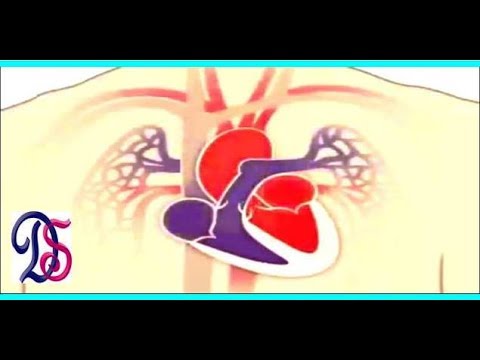 BLOOD CIRCULATORY SYSTEM IN HUMANS/ HUMAN HEART BLOOD CIRCULATION - YouTube