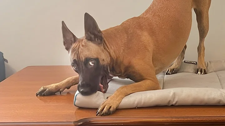 I Thought Malinois Were Too Serious… Until I Saw THIS 😂 Funny BELGIAN MALINOIS
