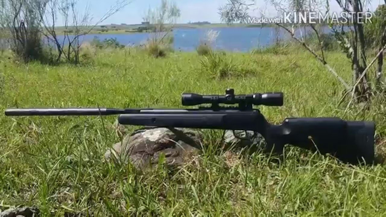 Caza de palomas con rifle de aire/Air rifle hunting - YouTube