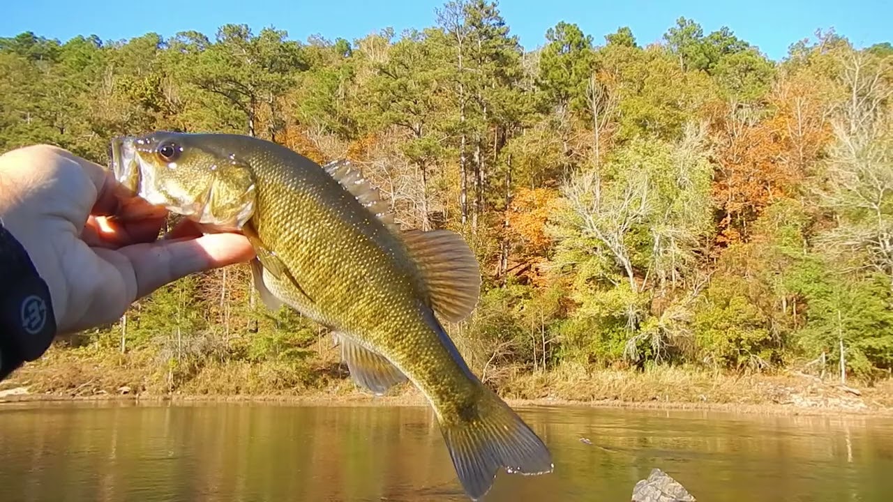 Fishing for Endemic Shoal Bass in Georgia’s Flint River: Tips, Habitat & Facts