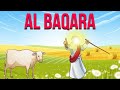 The story of the cow  quranic insights