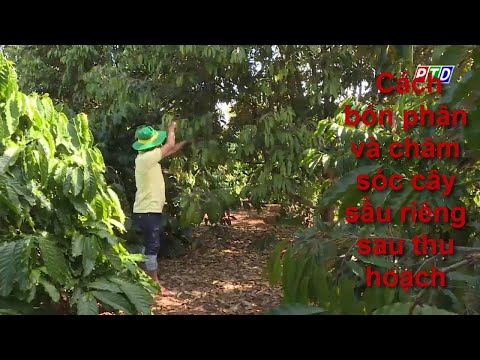 Video Cách bón phân và chăm sóc cây sầu riêng sau thu hoạch - youtube