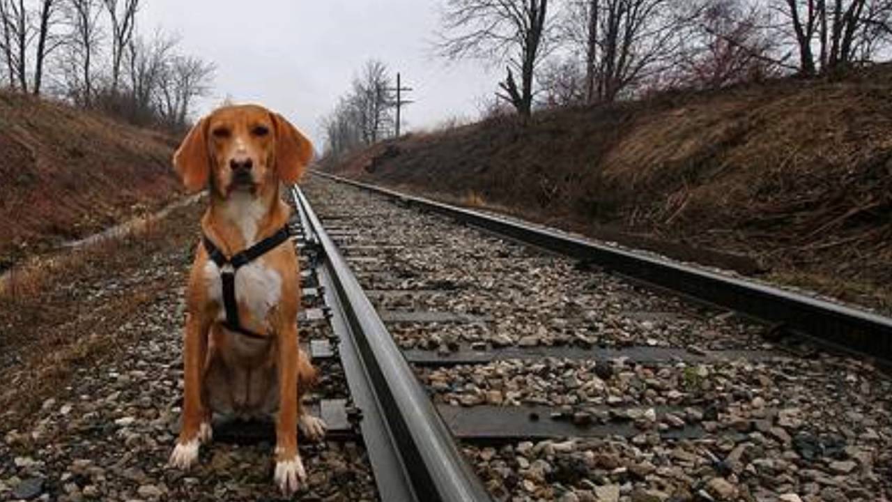 Собака на вокзале Собака на вокзале