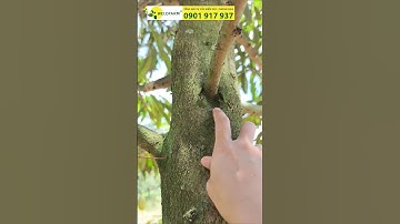 Nhận Biết Cành Đực - Cành Cái Sầu Riêng #welofarm