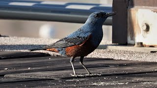 1100115淡水漁人碼頭冬候鳥藍磯鶇(Monticola solitarius)