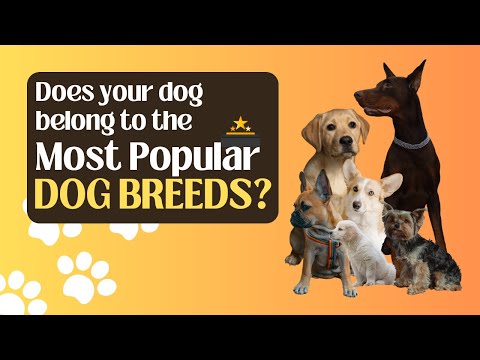 Video: Ką daryti, jei jūsų šuo auga vaikams
